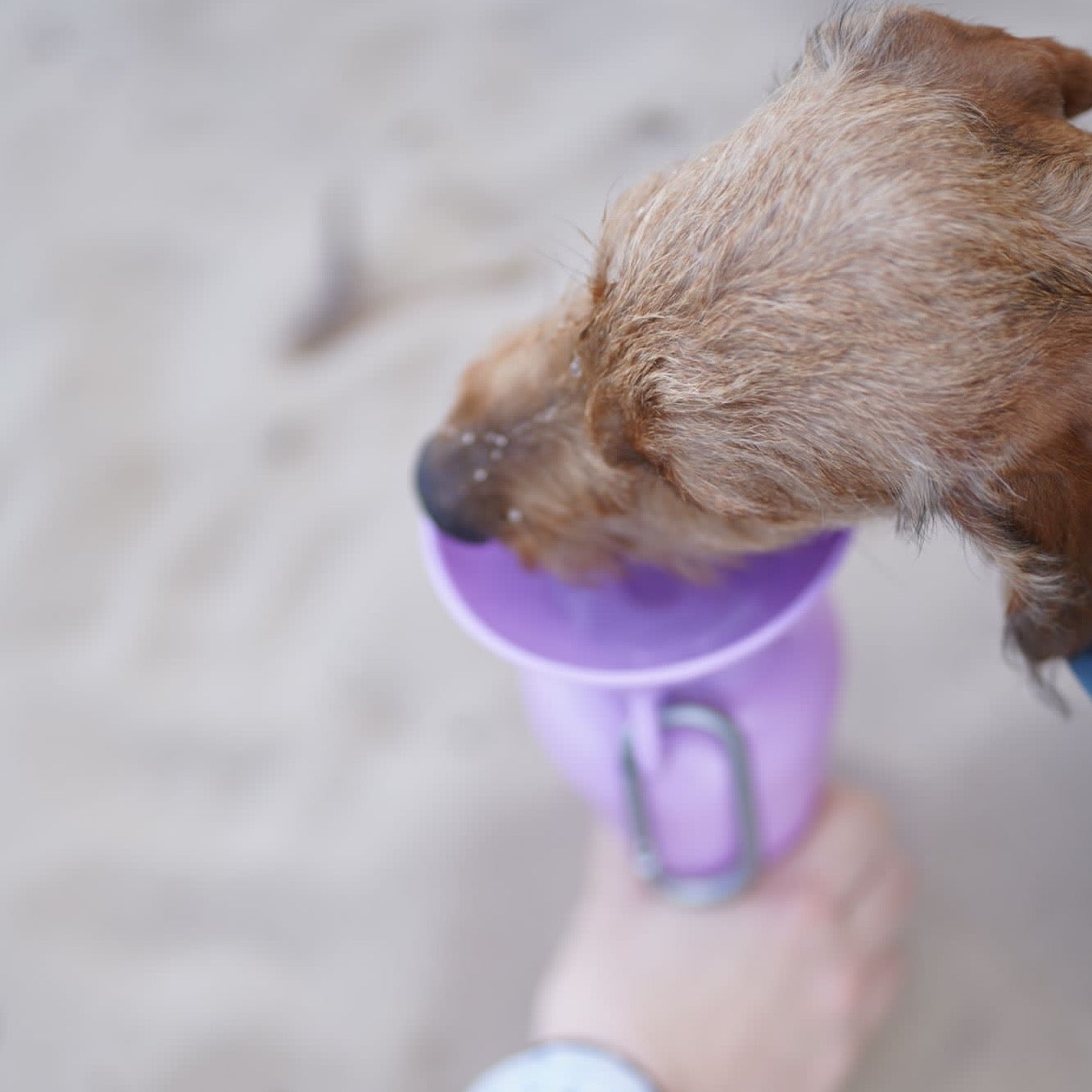 paarse drinkfles met karabijnhaak voor je hond 650ML