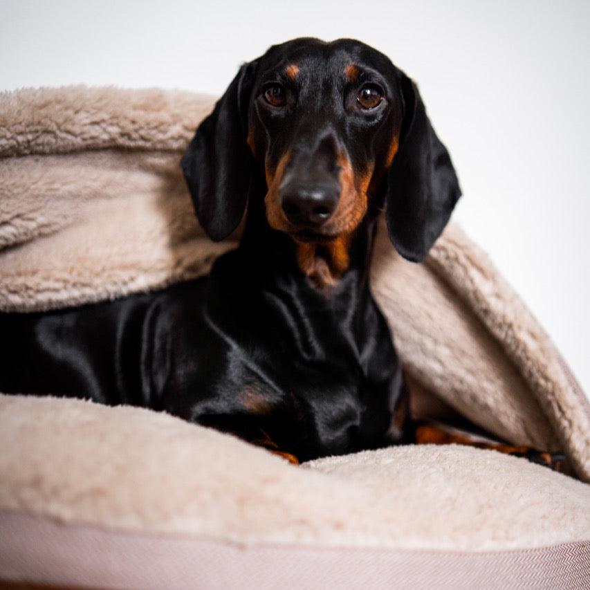 Dog Cave | Beige and Offwhite