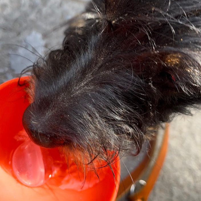 Teckel drinkt uit hippe lekvrije honden drinkles kleur rood merk Springer 650ML