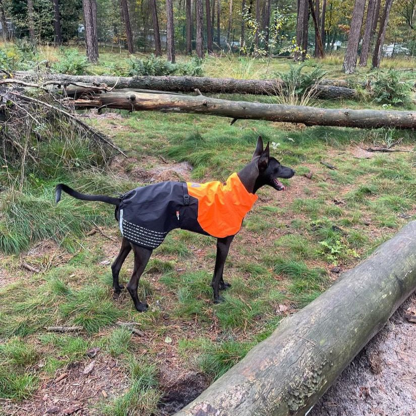 Een Podenco draagt de honden regenjas van non-stop dogwear model Fjord in de kleur oranje/zwart