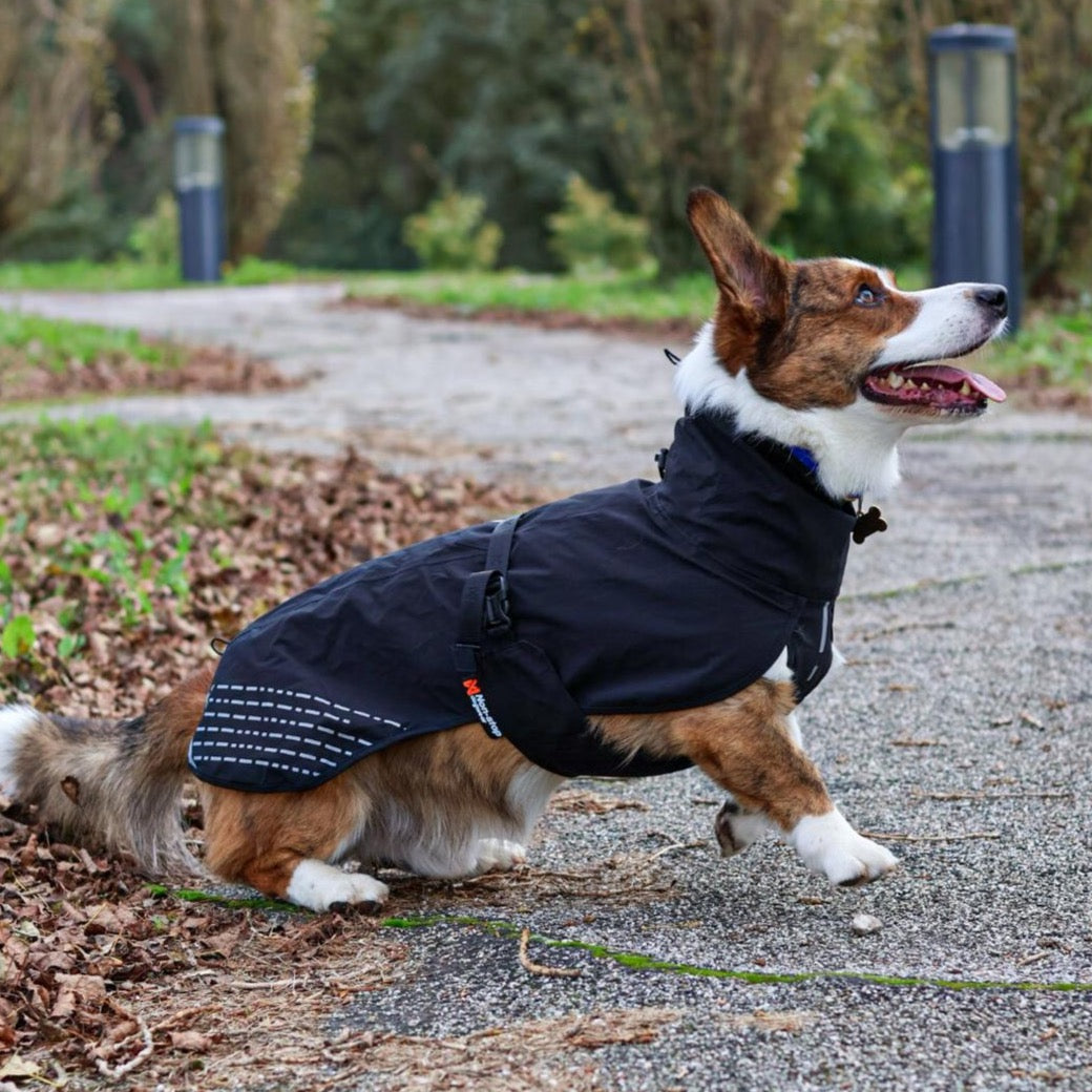 Corgi draagt Non-stop Dogwear regenjas Fjord in de kleur zwart