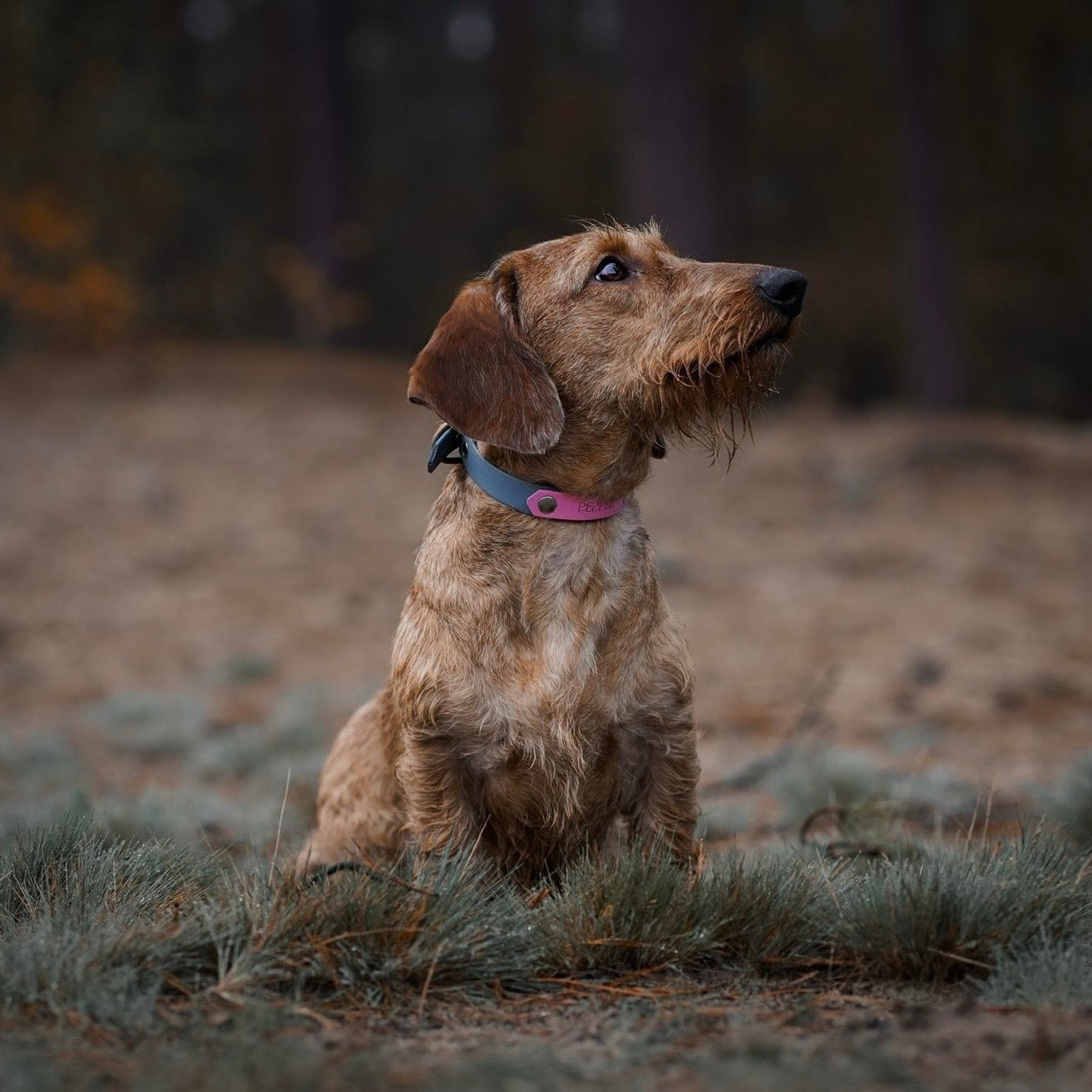 Teckel draagt hondenhalsband met naamplaat BioTHane petrol en pastelroze