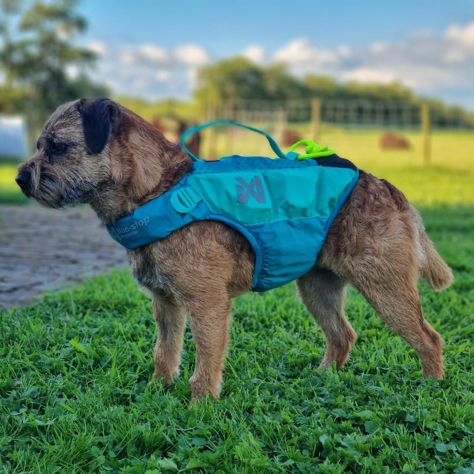 Zwemvest Hond | Protector Life Jacket Teal