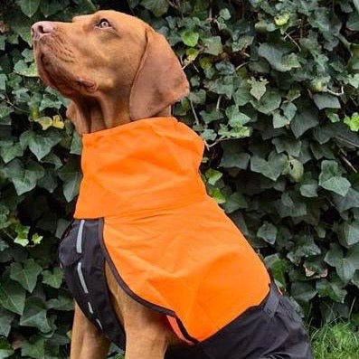 Vizlsla draagt hondenregenjas van non-stop dogwear kleur oranje/zwart