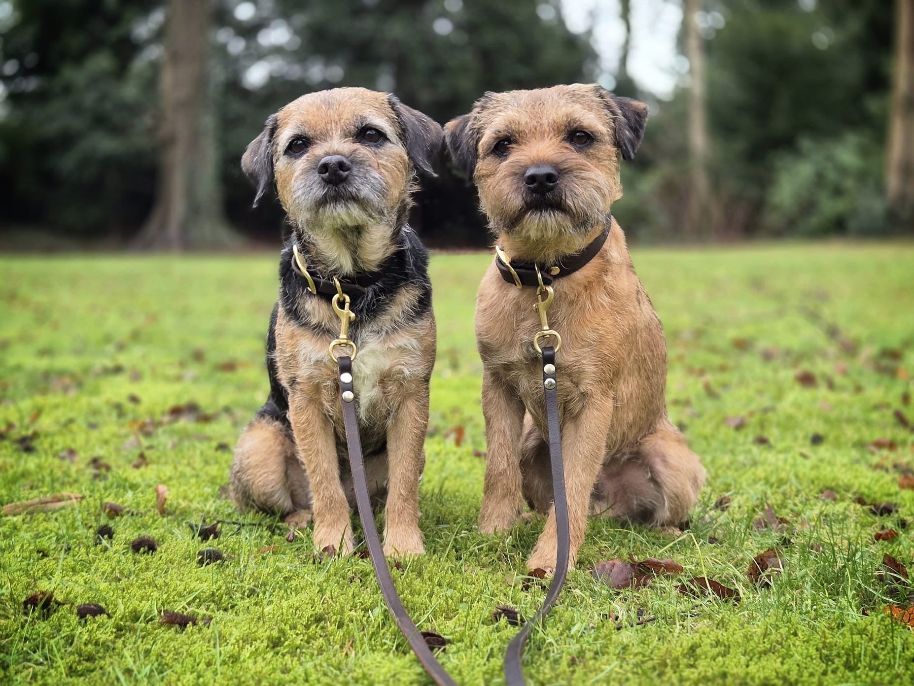 Leather Dog Collar with Name | Bliss