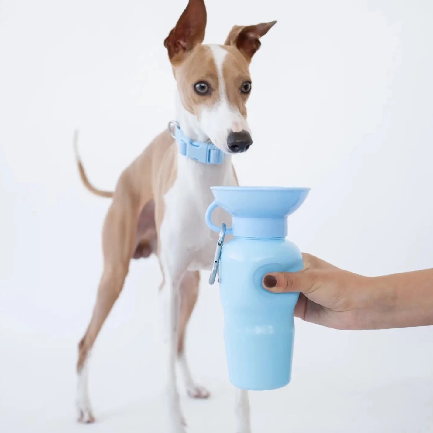 Hond drinkt uit Springer hondendrinkfles lekvrij lichtblauw 650ML