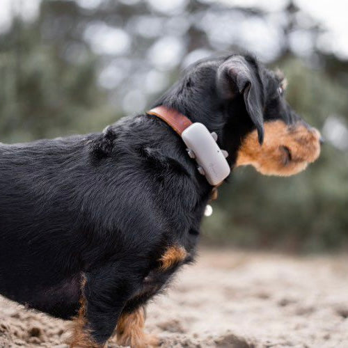 Teckel draagt Tractive GPS Hondentracker Dog 4 kleur bruin