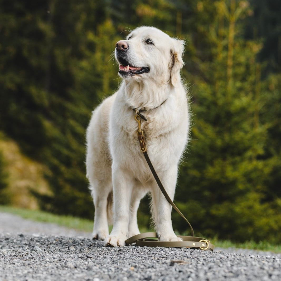 Golden retriever met verstelbare handsfree hondenriem Biothane