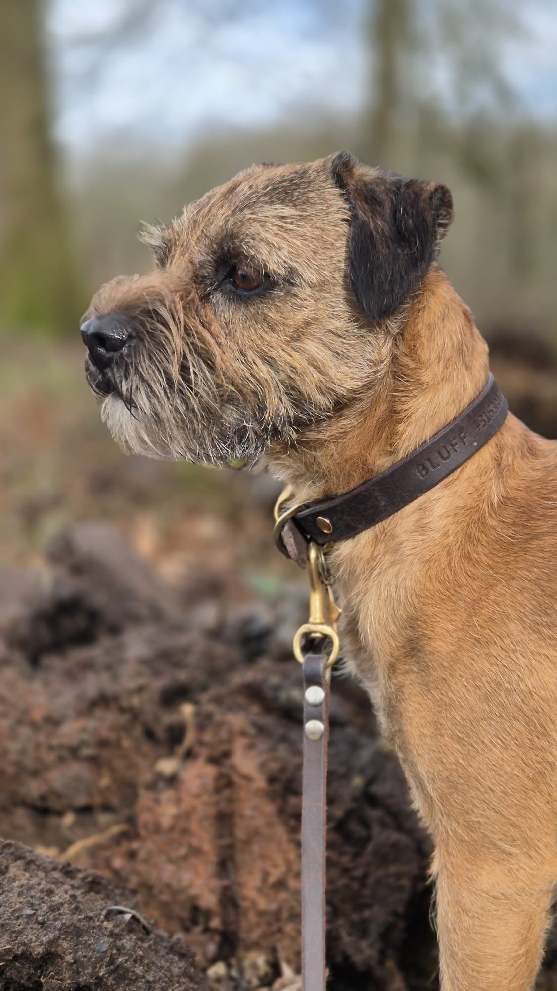 Leather Dog Collar with Name | Bliss