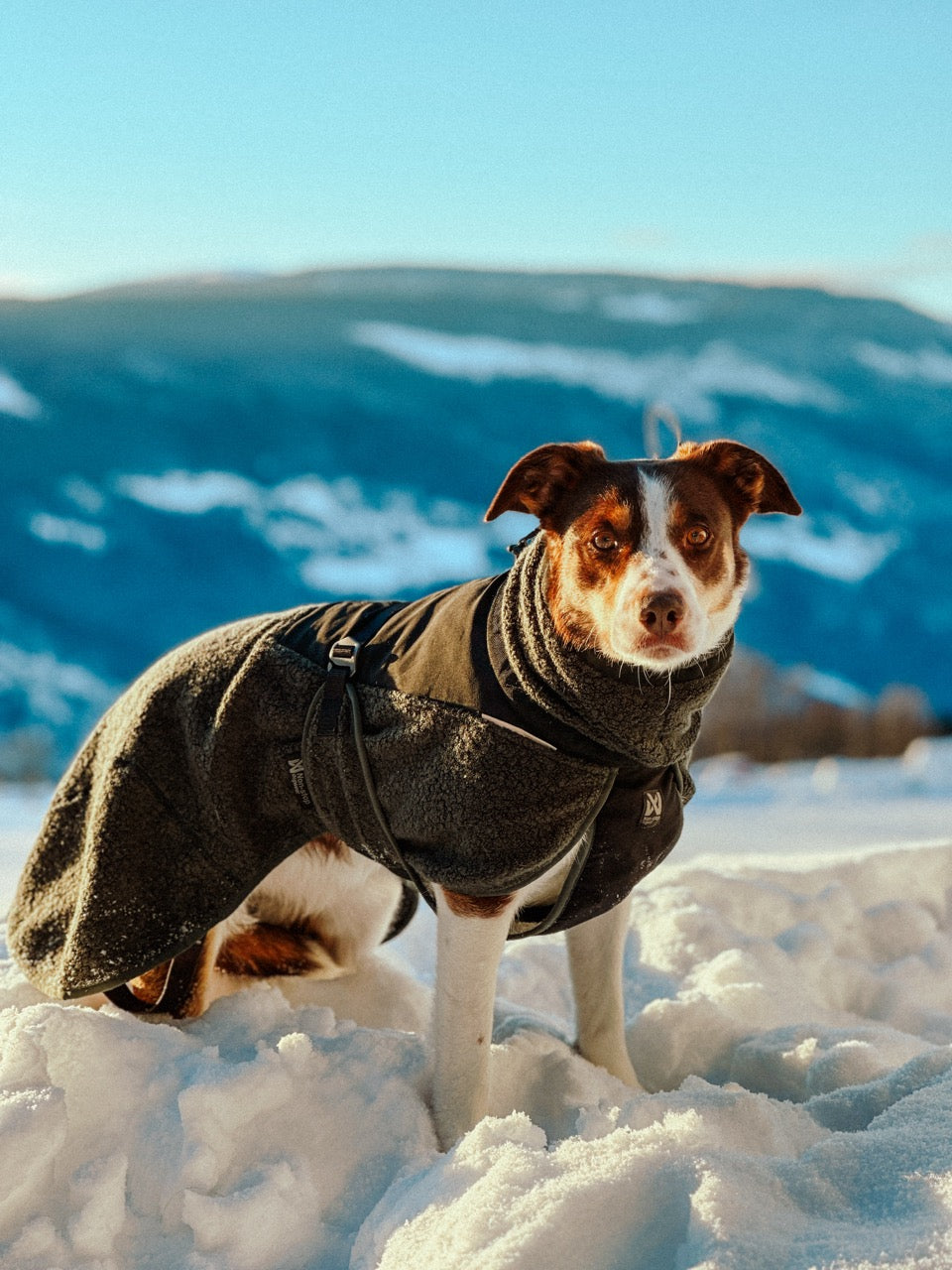 Hondenpullover Wol | Groen/Zwart