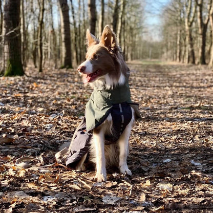 Border Collie draagt non-stop dogwear hondenregenjas groen