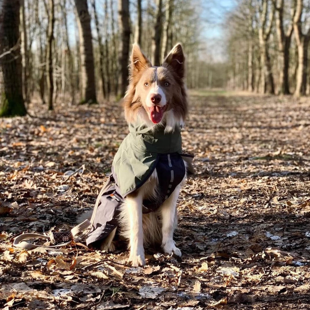 Border Collie draagt non-stop dogwear regenjas groen