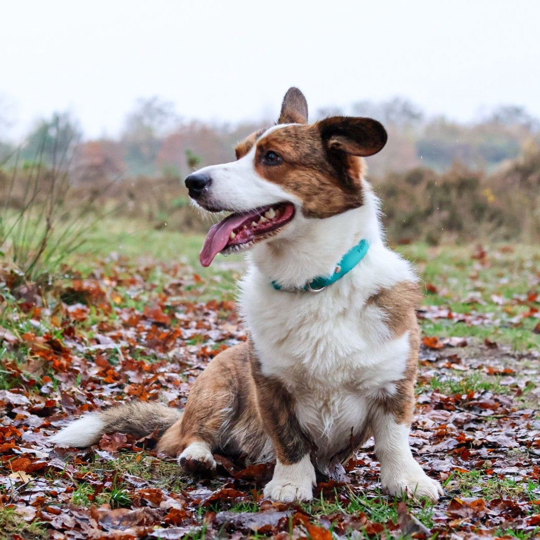 Corgi draagt verstelbare hondenhalsband met kliksluiting