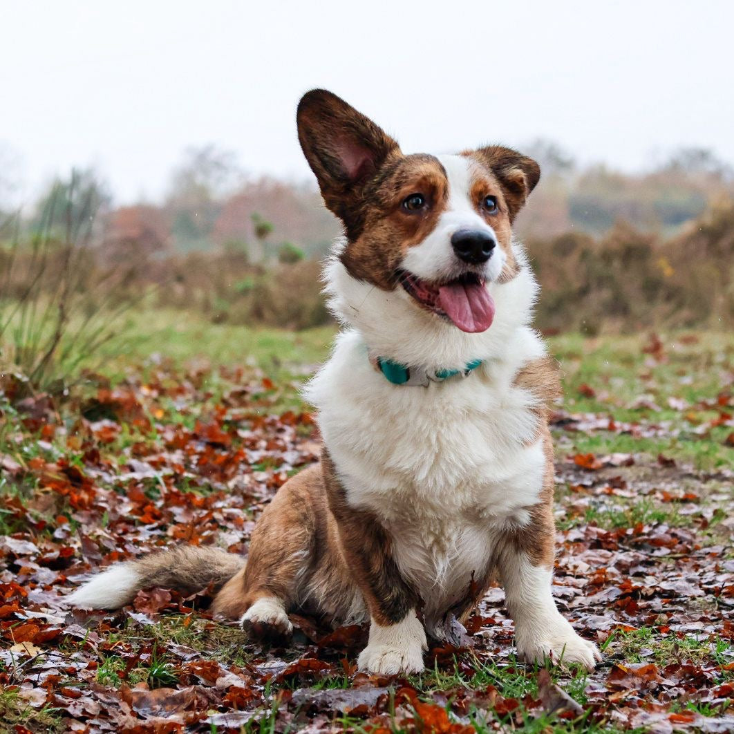 Corgi draagt verstelbare hondenhalsband met kliksluiting