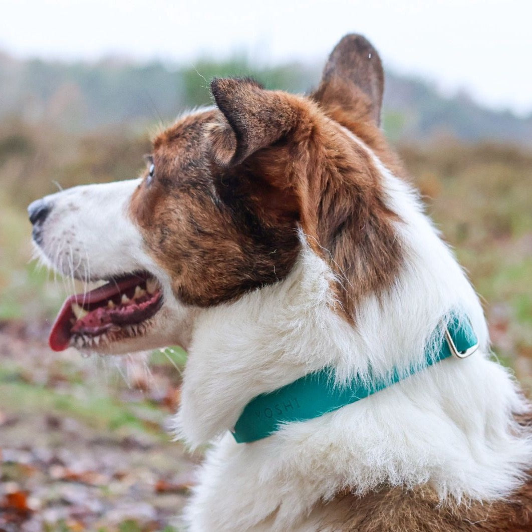 Corgi draagt verstelbare hondenhalsband met kliksluiting teal met naam