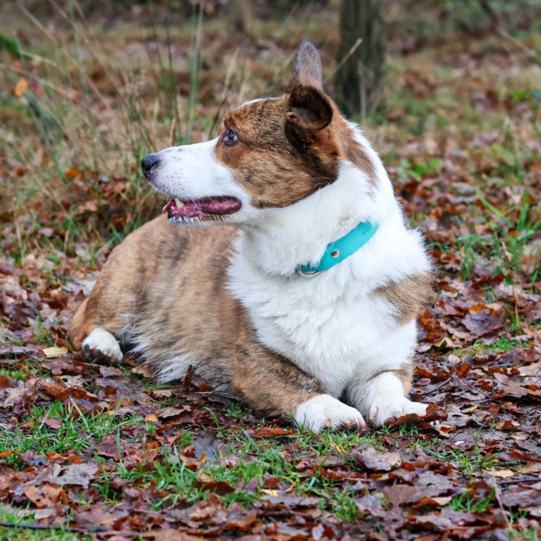 Corgi draagt verstelbare hondenhalsband met kliksluiting teal