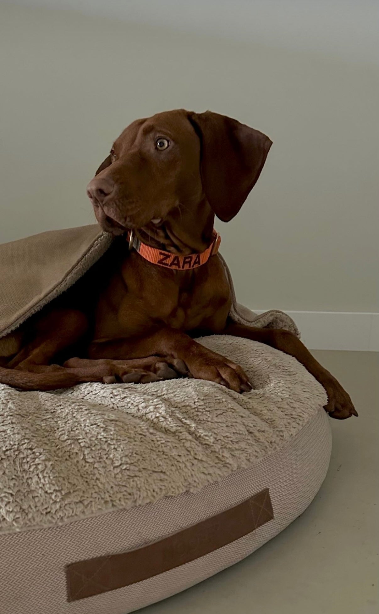 Dog Cave | Beige and Offwhite