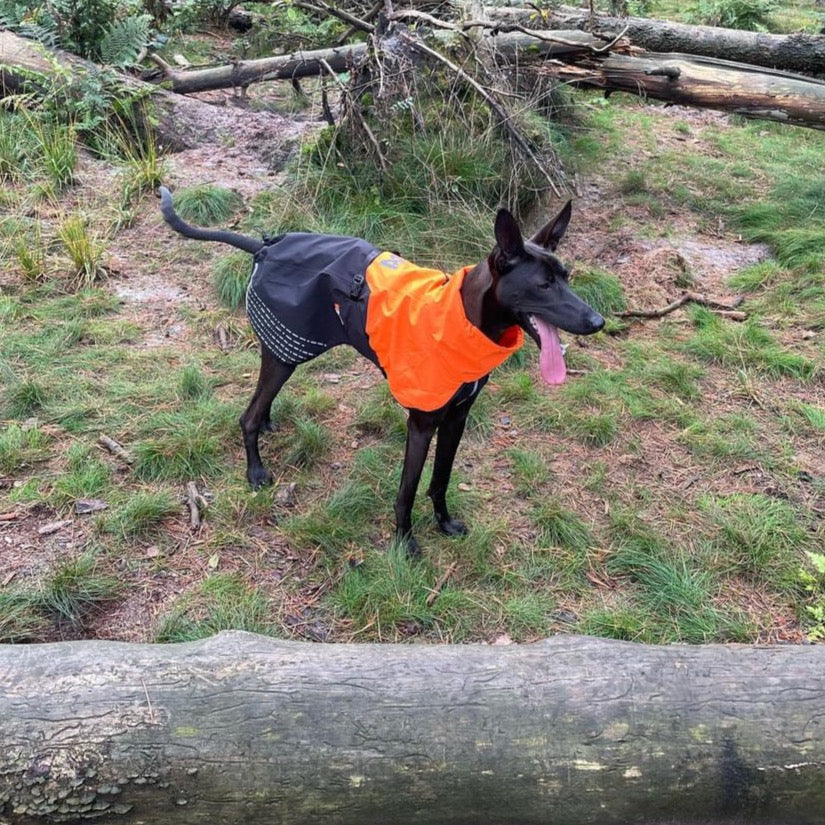 Een Podenco draagt de honden regenjas van non-stop dogwear model Fjord in de kleur oranje/zwart