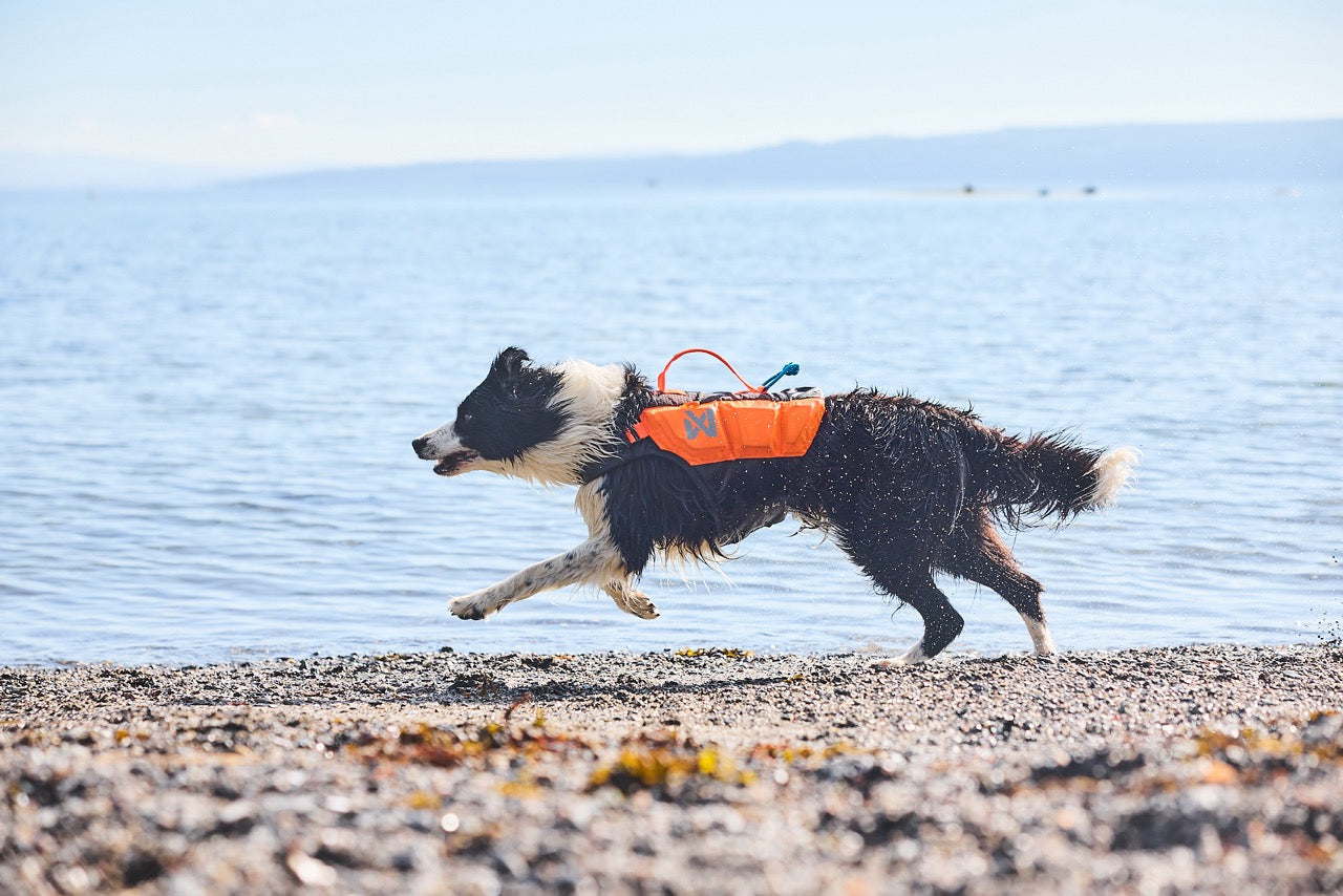 Schwimmweste Hund | Protektor-Rettungsweste Orange/Schwarz