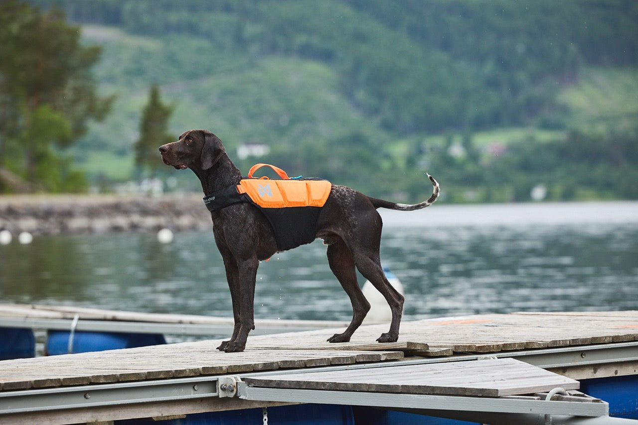 Schwimmweste Hund | Protektor-Rettungsweste Orange/Schwarz