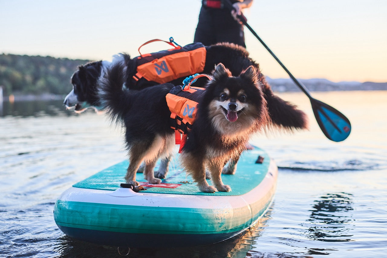 Schwimmweste Hund | Protektor-Rettungsweste Orange/Schwarz