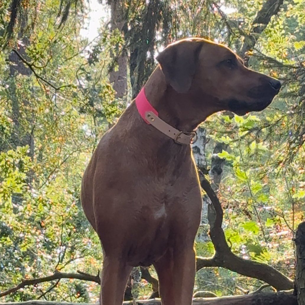 Dog collar with name BioThane | Tusci