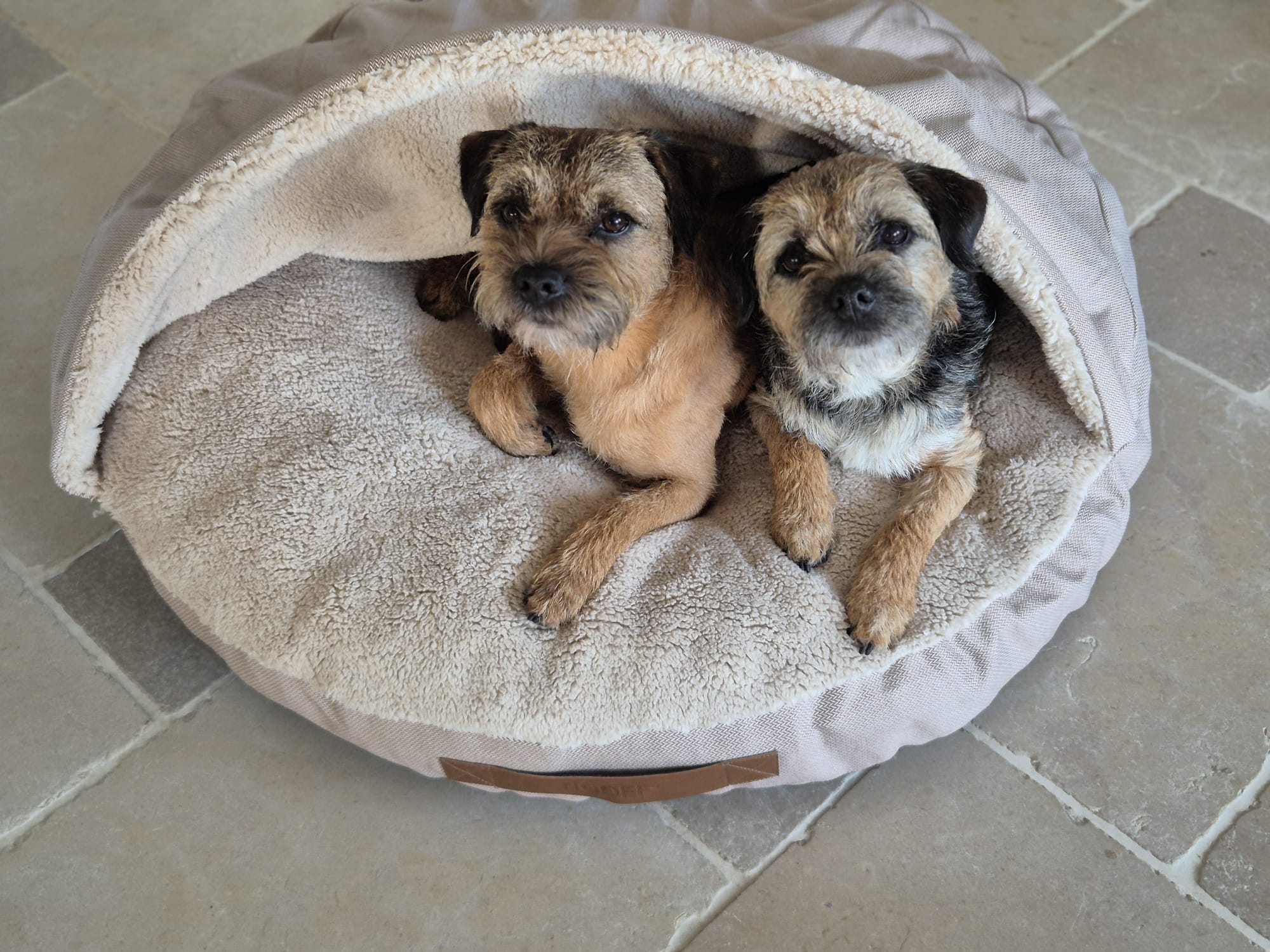Dog Cave | Beige and Offwhite