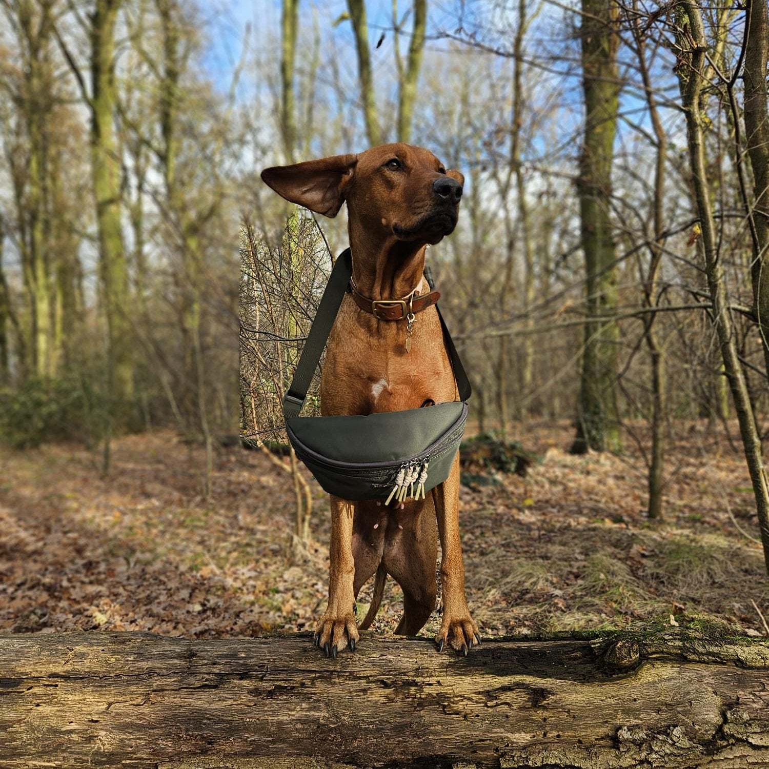 Dog Hip Bag | Olive Green