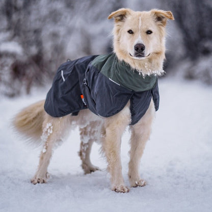 Hond met Non-stop dogwear hondenwinterjas Glacier 2.0 Wol Groen/grijs