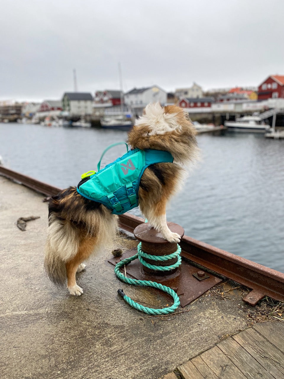 Zwemvest Hond | Protector Life Jacket Teal