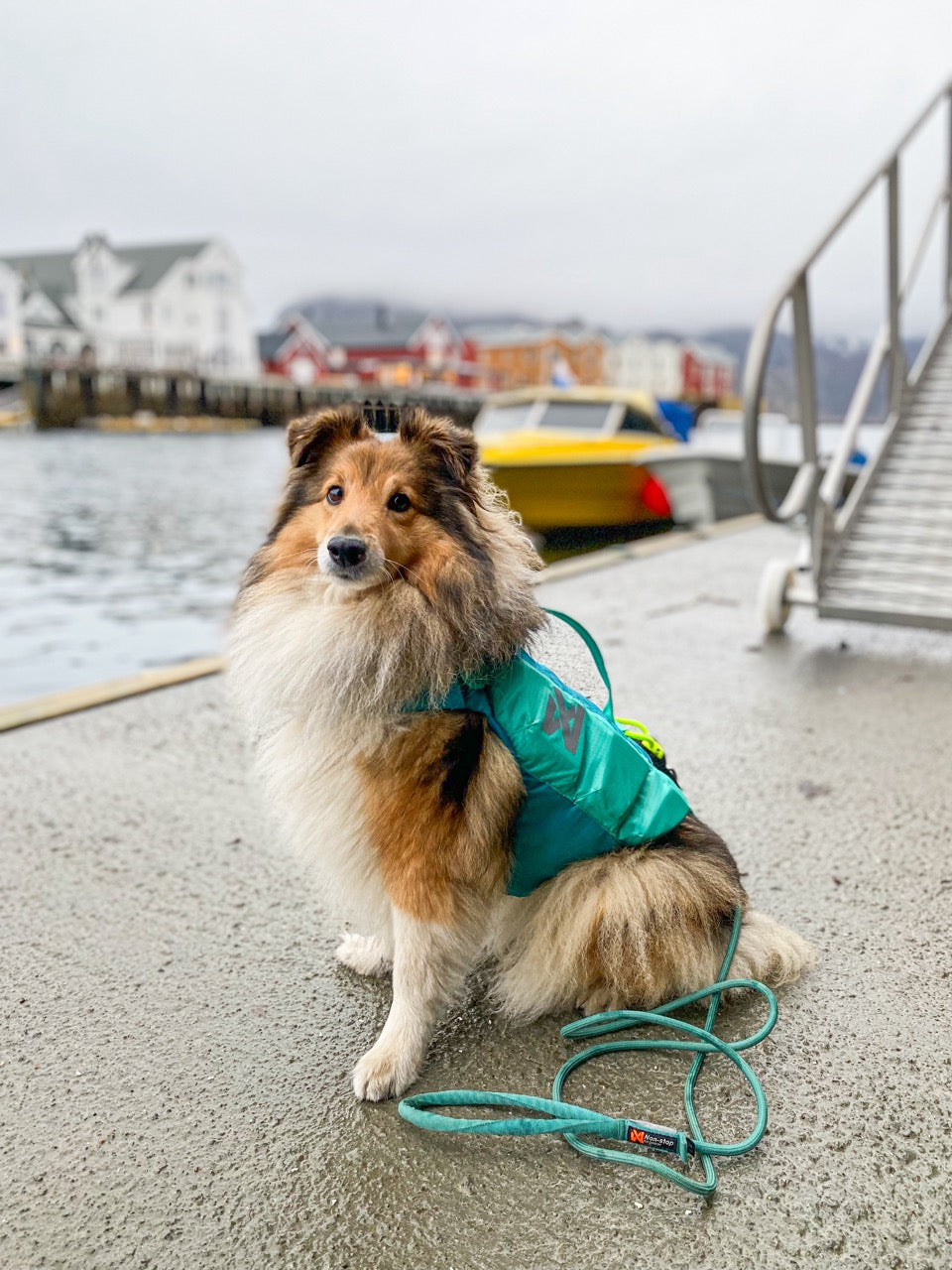 Zwemvest Hond | Protector Life Jacket Teal