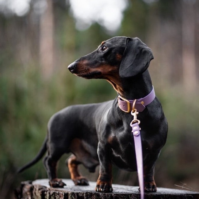 Teckel draagt Biothane hondenhalsband paars