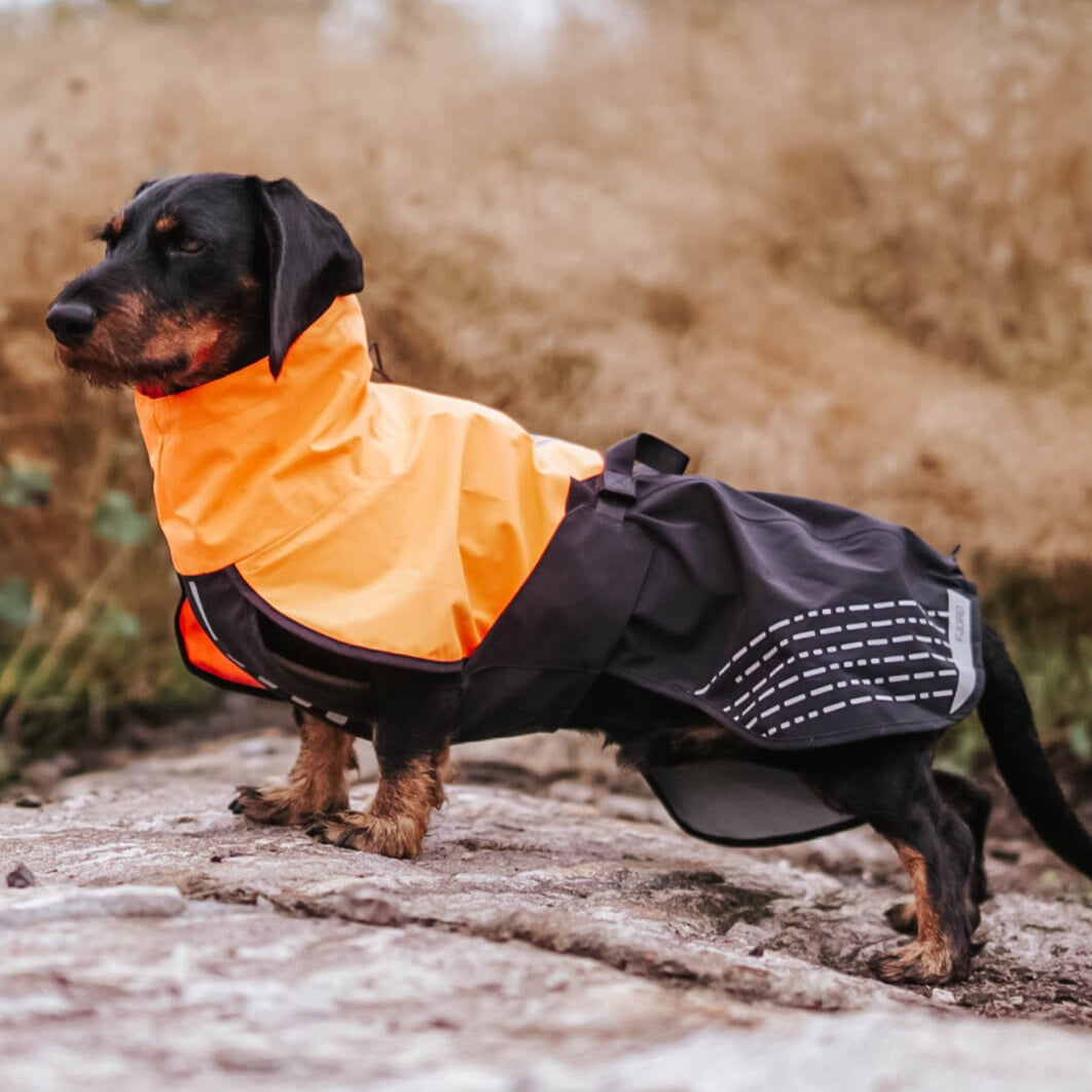 Teckel draagt non-stop dogwear hondenregenjas fjord oranje