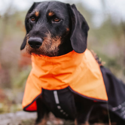 Teckel draagt non-stop dogwear hondenregenjas oranje