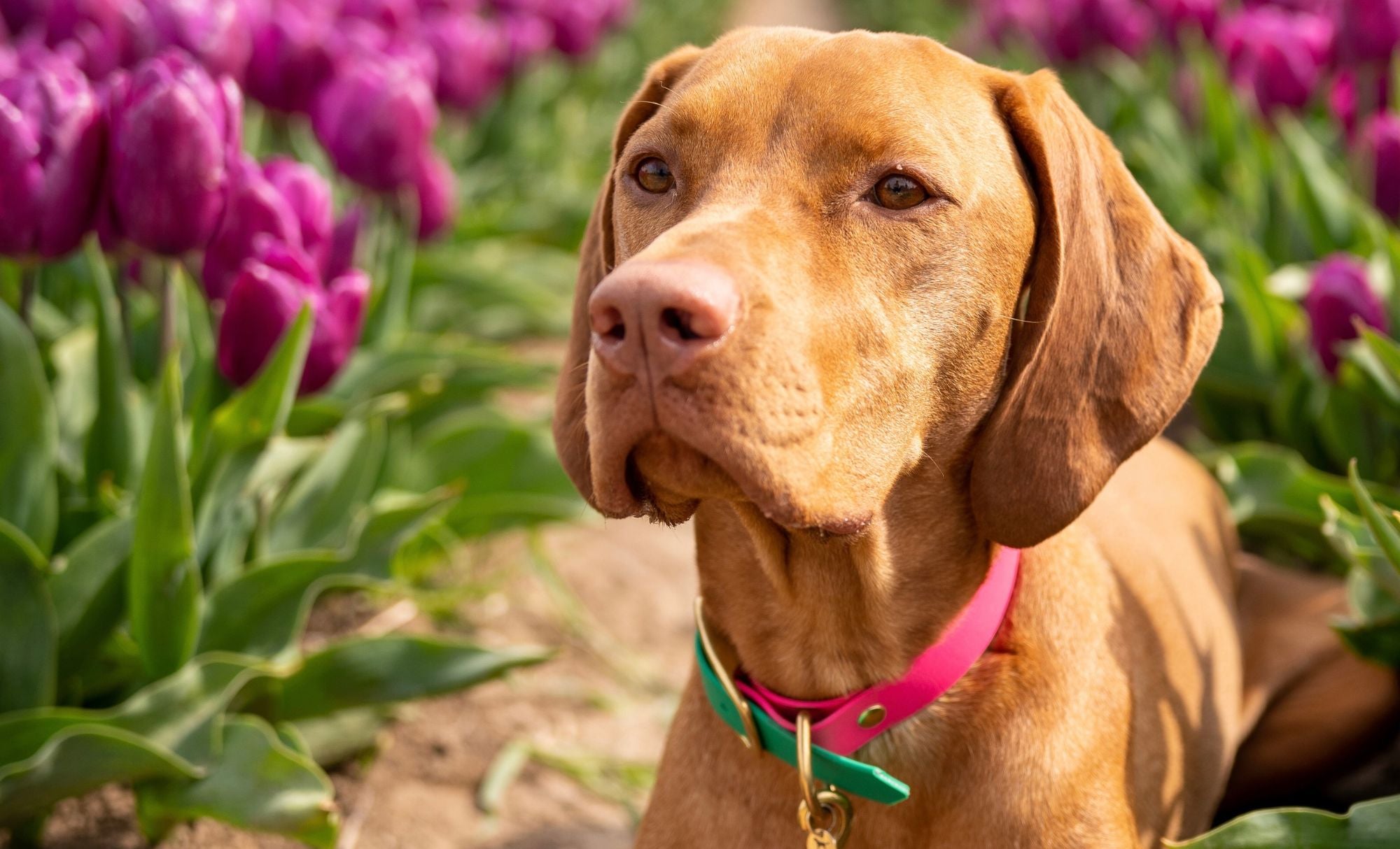 Vizsla draagt hondenhalsband met naam biothane in groen en roze