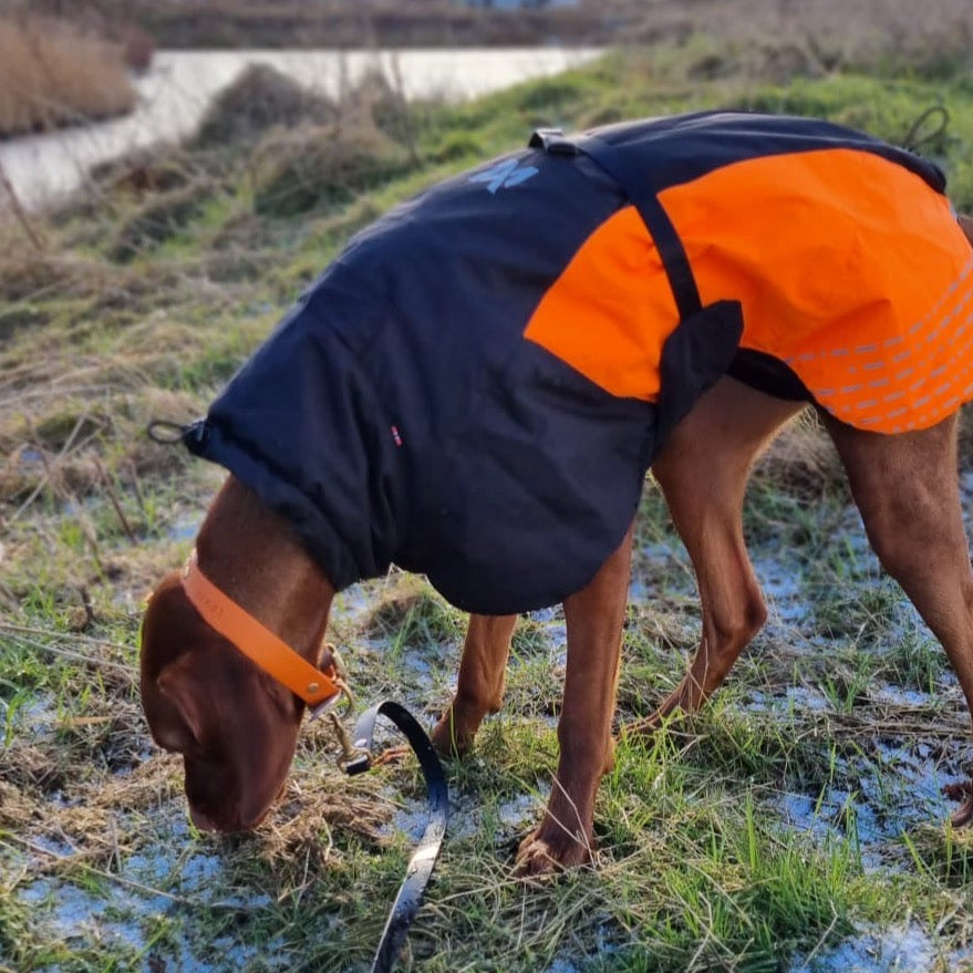 Vizsla draagt  Non-stop dogwear hondenwinterjas