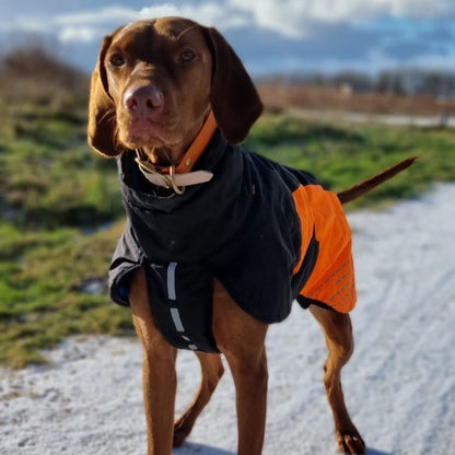 Vizsla draagt Non-stop dogwear hondenwinterjas oranje