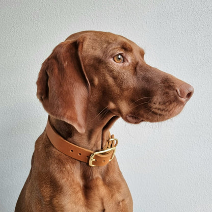 Vizsla draagt leren hondenhalsband cognac