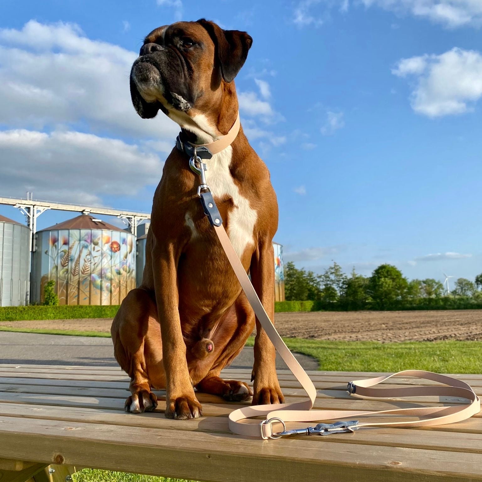 Boxer met luxe verstelbare hondenriem en luxe halsband gemaakt van leer en BioThane