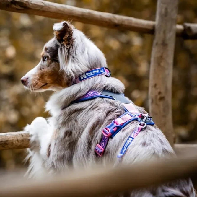 Y-harness Rachel Pohl Line 5.0 edition | Pink and Purple 