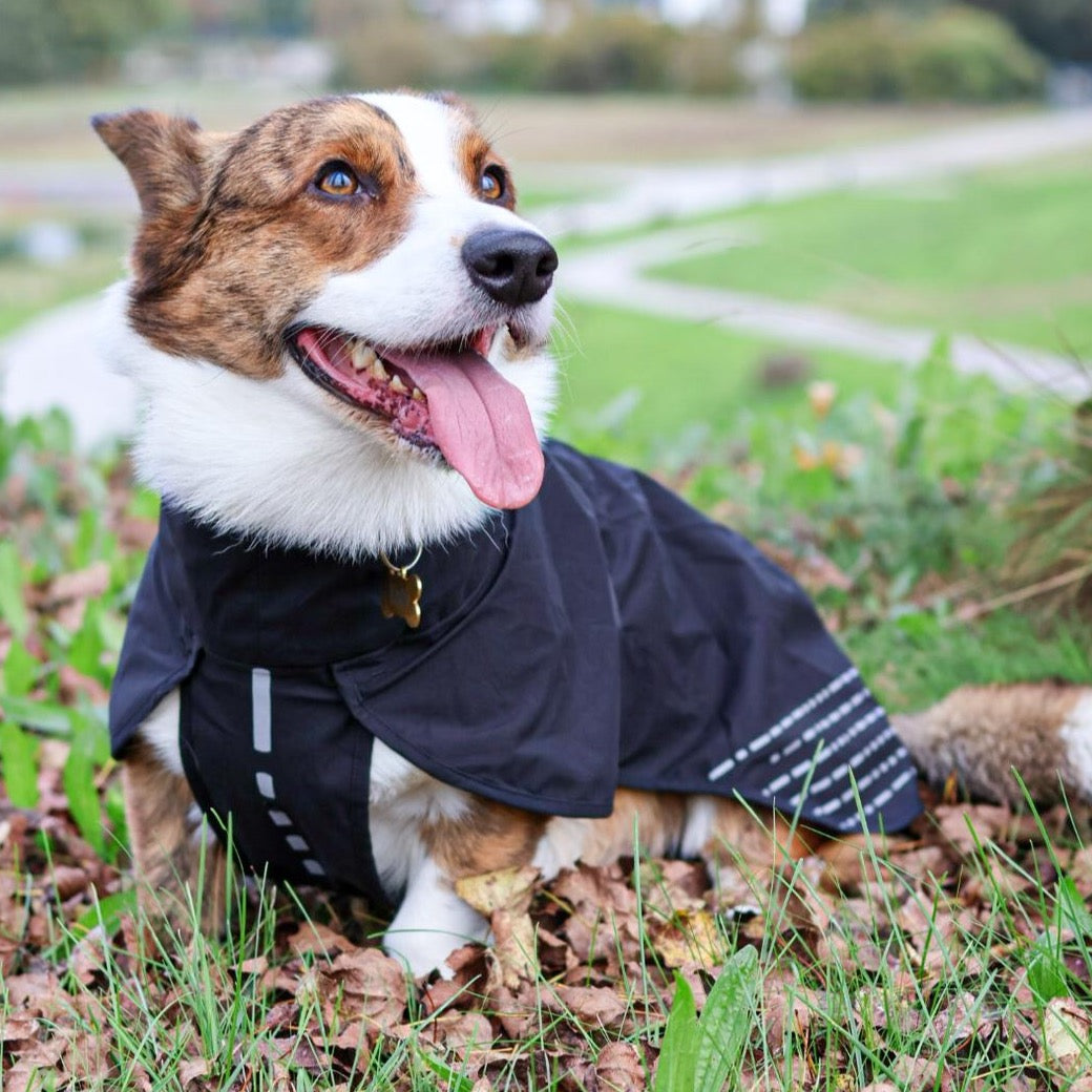 Corgi draagt Non-stop Dogwear regenjas Fjord in de kleur zwart