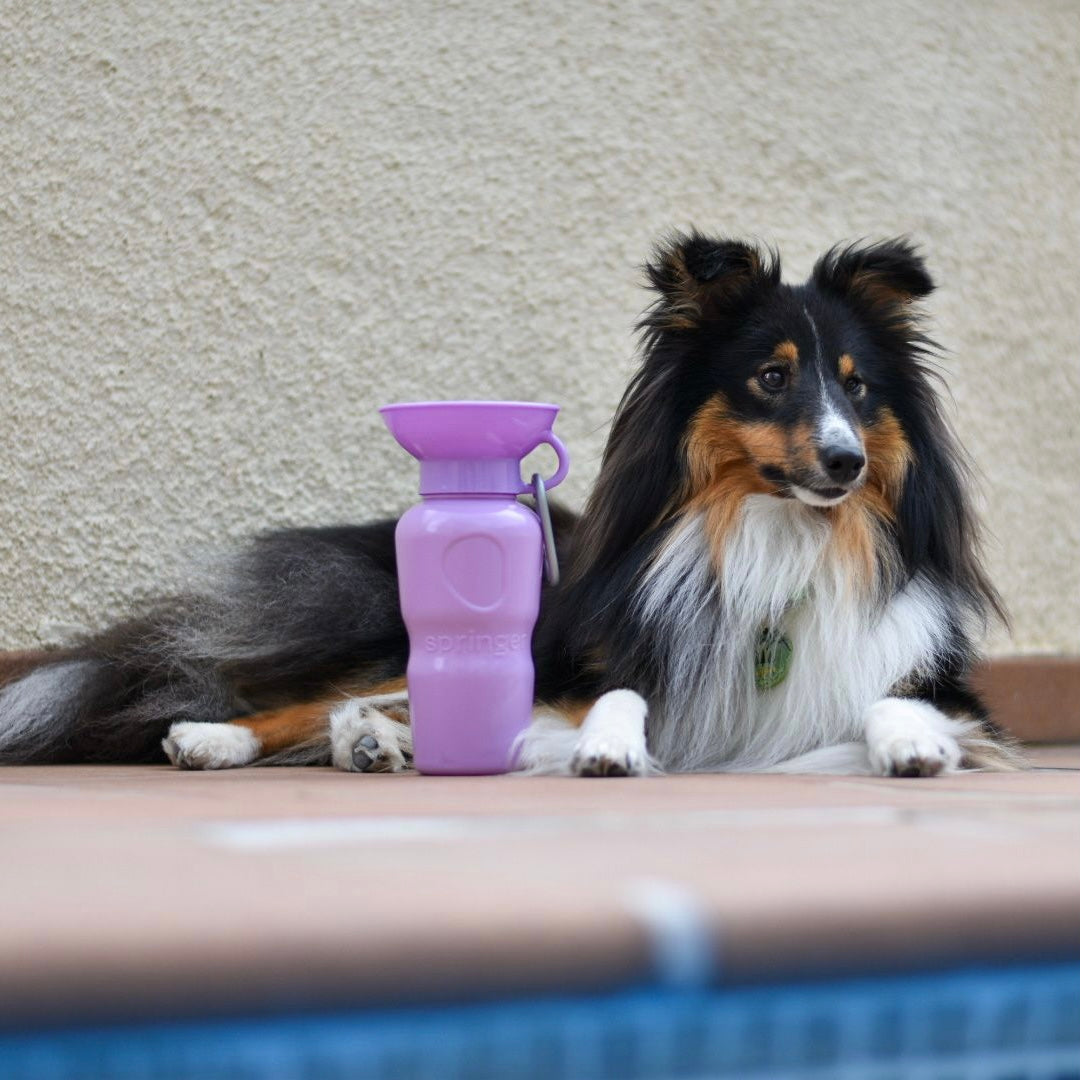 paarse waterfles met karabijnhaak voor je hond 650ML