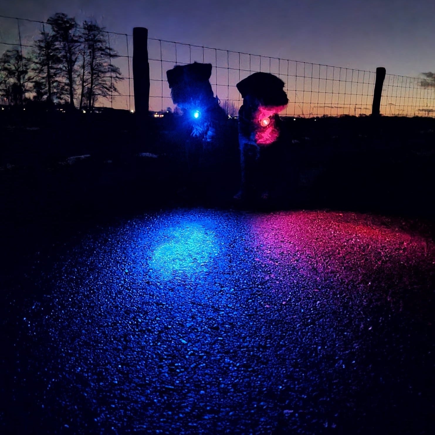border terriers met orbiloc hondenverlichting in het donker blauw en roze