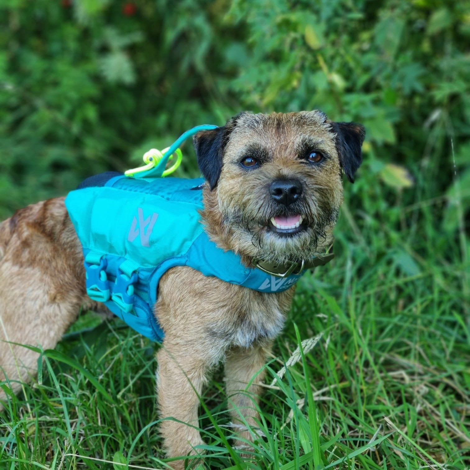 Zwemvest Hond | Protector Life Jacket Teal