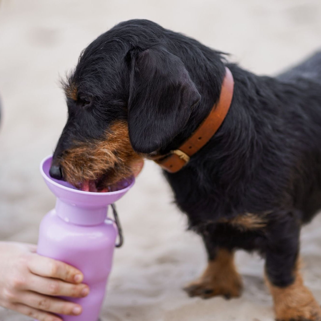 Teckel drinkt uit paarse hondendrinkfles merk springer