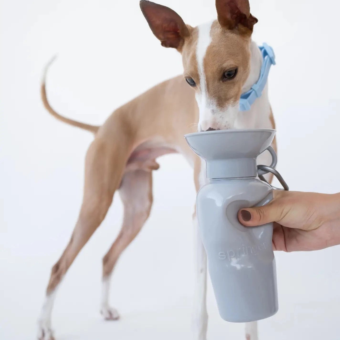Hond drinkt uit Springer hondendrinkfles lekvrij grijs 650ML