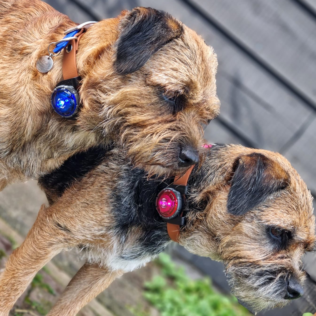 Border Terriers dragen Orbiloc Hondenverlichting kleur roze en blauw