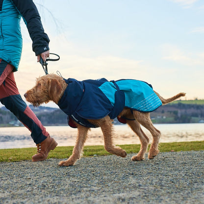 Vizsla draagt Non-stop Dogwear Honden Winterjas Glacier 2.0 Blauw/teal/rood