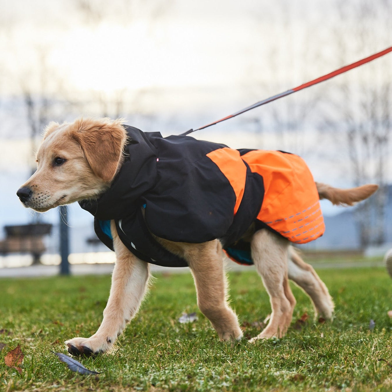 Golden Retriever draagt Non-stop Dogwear Honden Winterjas Glacier 2.0 Oranje/Zwart