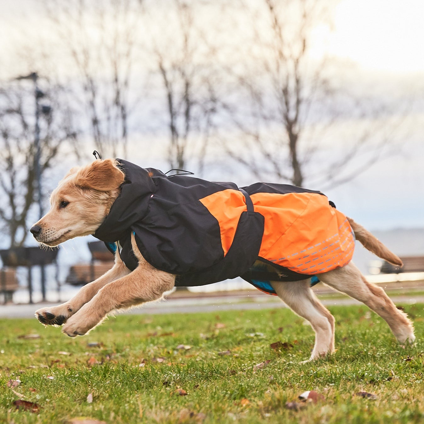 Golden Retriever draagt Non-stop Dogwear Honden Winterjas Glacier 2.0 Oranje/Zwart